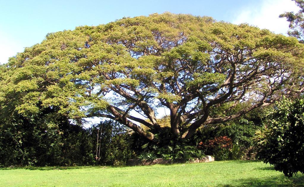 Banyan Tree B&B Retreat Makawao Экстерьер фото